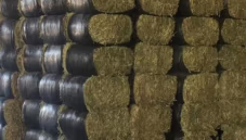 国产苜蓿草干草